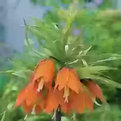 Imperialis Garland Star